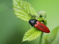 Kniptorren [Elateridae]
